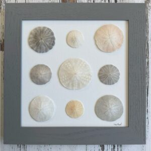 Sanddollars